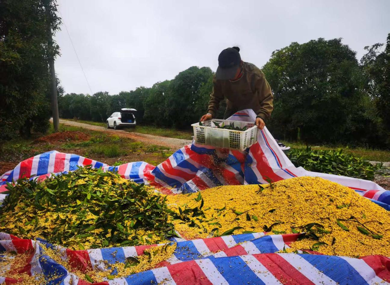 香港免费资料六曲大全