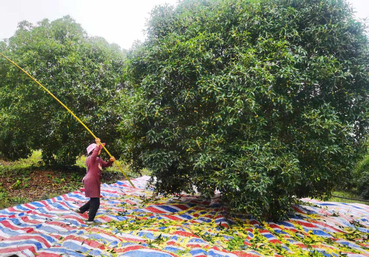 香港免费资料六曲大全